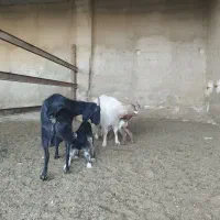 بز کهره دار|حیوانات مزرعه|شیراز, داریون|دیوار