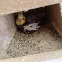 ۵ عدد عروس هلندی