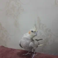 پرنده عروس هلندی با قفس وکلیه امکانات