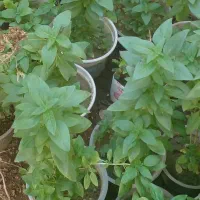 زیبا وخوشبو