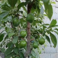 باغ ۸۰۰متر فروش تهاترومعاوضه خودرو یا واحد|فروش خانه و ویلا|تهران, آبشار تهران (دریاچه)|دیوار