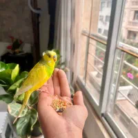 یک جفت مرغ عشق|پرنده|رشت, شهرک قدس|دیوار