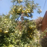 هیوا