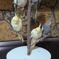 پنج تا عروس هلندی ۳ ماهه