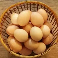تخم مرغ بومی ارگانیک تازه وسالم