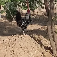خروس گلین پنگونی