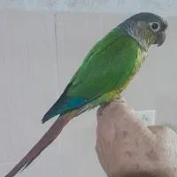 طوطی گرین چیک سخنگو