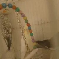 عروس هلندی|پرنده|بردسکن, |دیوار