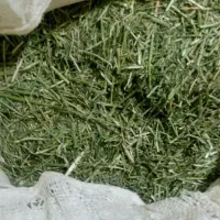 یونجه غذای خرگوش