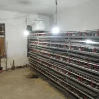 قفس بلدرچین تخم گذار