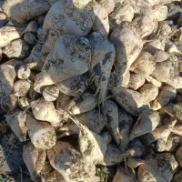 چغندر قند|عمدهفروشی|بشاریات, |دیوار