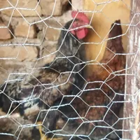 مرغ و خروس