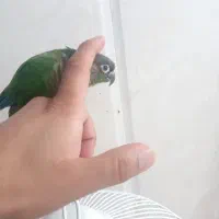 گرینچینگ نر دستی باقفس|پرنده|نیشابور, هفده شهریور|دیوار