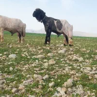 شیشک قوچ کله زنگ