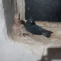 دو جفت سرول|پرنده|درگزین, |دیوار