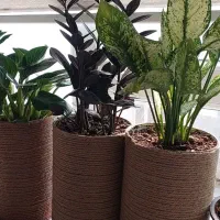 ۵عدد گل طبیعی زاموفیلیا بلک|گل و گیاه طبیعی|تهران, آذری|دیوار