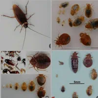 سمپاشی× حشرات×ساس موریانه سوسک کابینت سم خالص بشرط|خدمات نظافت|آبادان, |دیوار