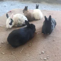 خرگوش