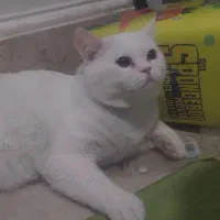 جفت برتیش خط خونی بالا ماده حامله