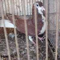 کفتر جفتی|پرنده|کیش, |دیوار