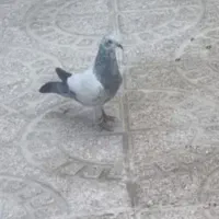 کفتر