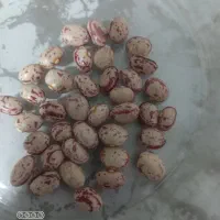 لوبیا چیتی|خوردنی و آشامیدنی|داران, |دیوار