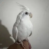 پرنده عروس هلندی|پرنده|مشهد, شهید بهشتی|دیوار