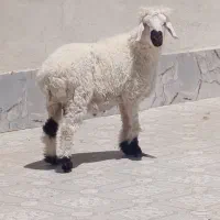 برهنر|حیوانات مزرعه|زابل, |دیوار