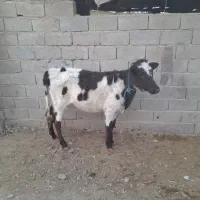 تلیسه  گاوگوساله ماده