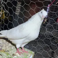سفید