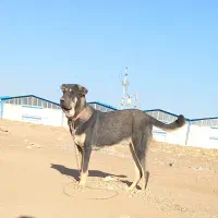 یک جفت توله عراقی ۹ماهه همه چیز تموم|سگ|کمیجان, |دیوار