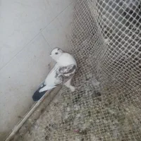 کفتر گرفتنی پرشی و یاهو دونه 80 یکلام بلوتوث و جک|پرنده|قم, هفت تیر|دیوار