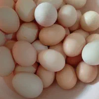 تخم مرغ محلی