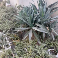 گل خرفه ای|گل و گیاه طبیعی|بندرعباس, |دیوار