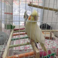 عروس هلندی --قناری-- طوطی گرینجیک|پرنده|اردبیل, |دیوار