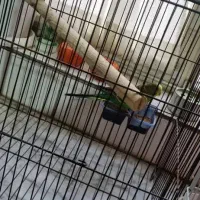 مرغ عشق|پرنده|کرج, مصباح|دیوار