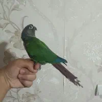 گیرینچیک سوخنگو فول دستی ورام  با لوازم|پرنده|رباط‌کریم, مسکن مهر آبشناسان|دیوار