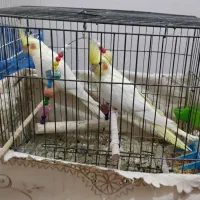 عروس هلندی