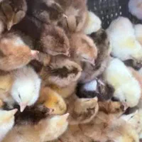 جوجه بومی.رنگی