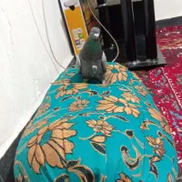 هویز|پرنده|اهواز, علی آباد|دیوار