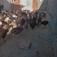 جوجه بوقلمون ب