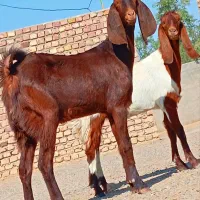 دوتا کهره مری جمل زا|حیوانات مزرعه|زابل, |دیوار