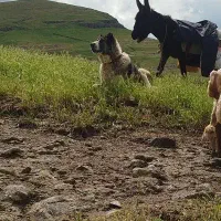 سگ گله ای|سگ|اردبیل, |دیوار
