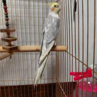 عروس هلندی رام سخنگو|پرنده|شهریار, شهرک بهاران (ویره)|دیوار