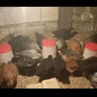 جوجه محلی اصل