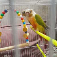 جفت گرینچیک با تخم