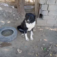 واگذاری سگ قهدریجان|سگ|سنندج, |دیوار