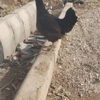 دو عدد مرغ عربی تخمگذار