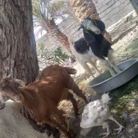 چشت چاق برا فروش