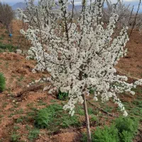 باغ لب جاده اسفالت دوبر فروشی یا معاوضه باماشین|فروش زمین و ملک کلنگی|زاینده رود, |دیوار